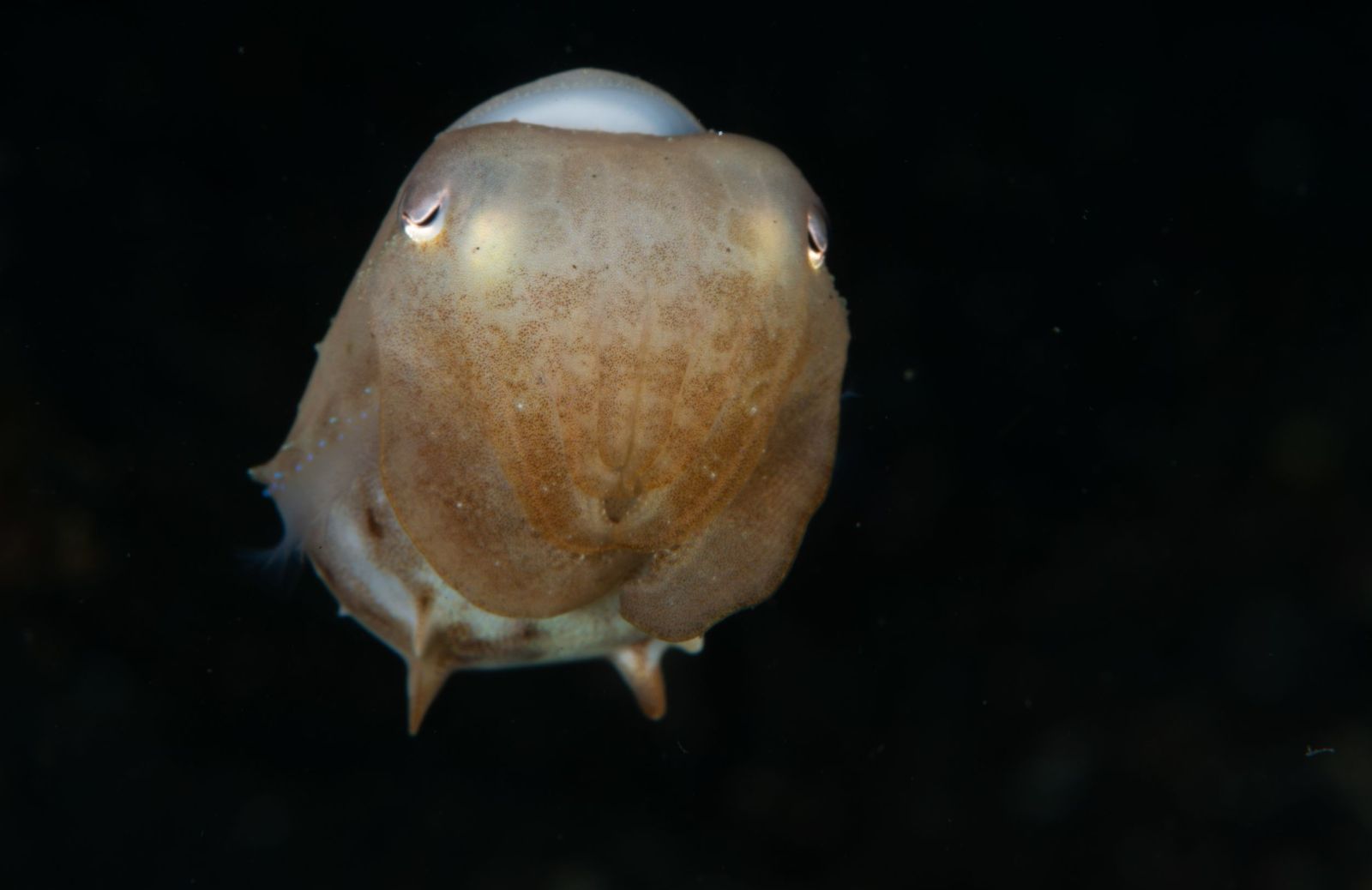 Chi è il polpo dumbo, adorabile abitante degli abissi