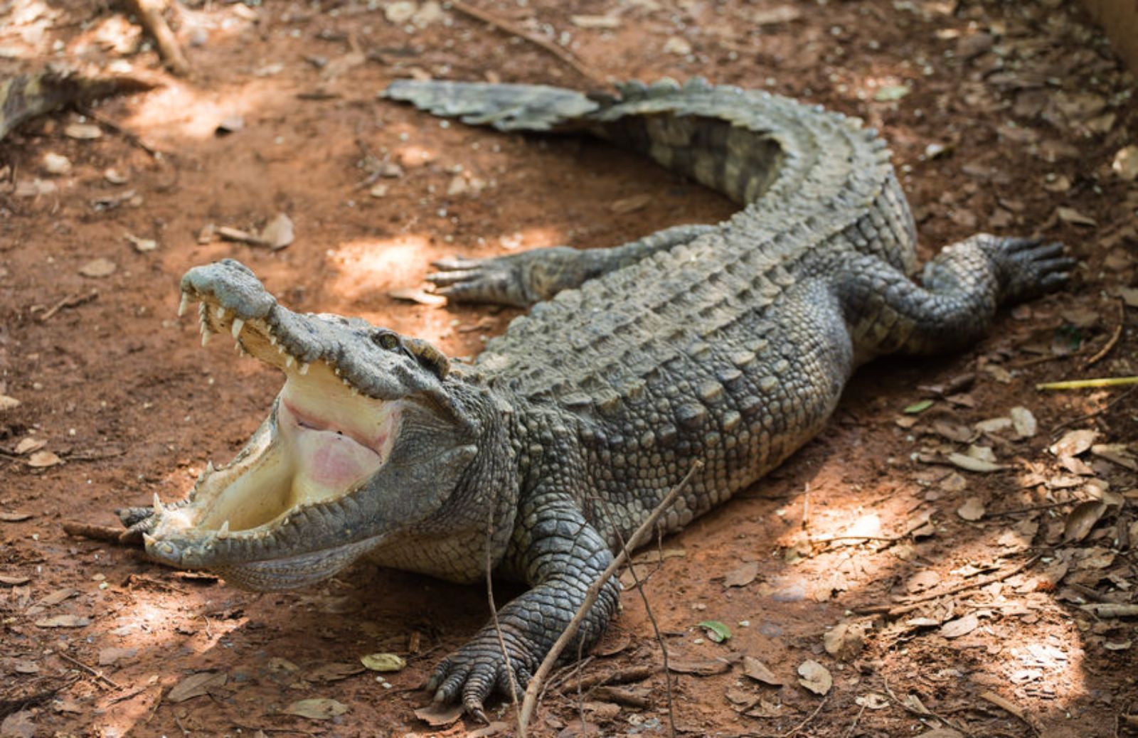 Coccodrillo, alligatore e caimano: che differenza c’è e come distinguerli