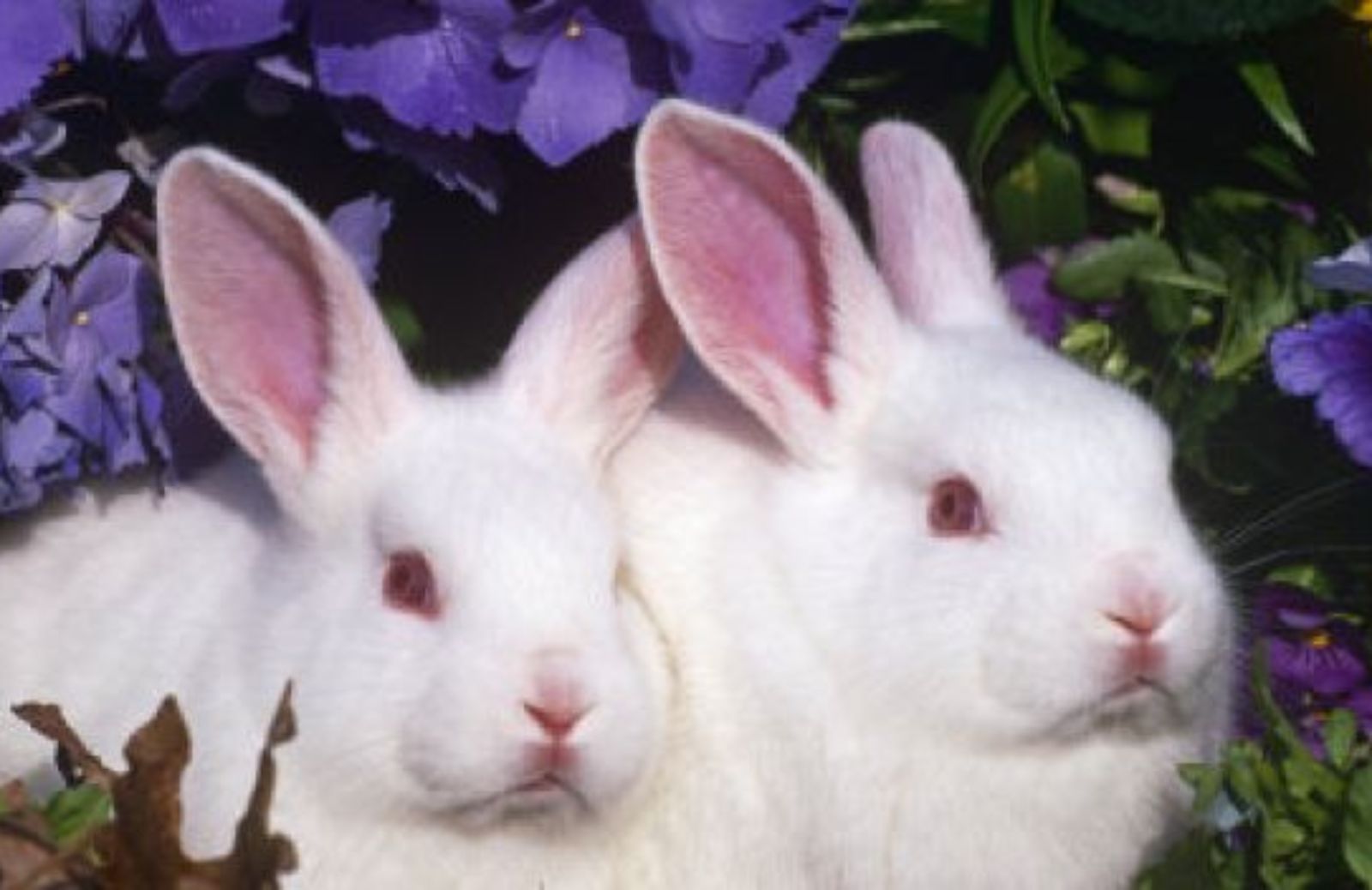 Come adottare un coniglio New Zealand salvato dalla sperimentazione