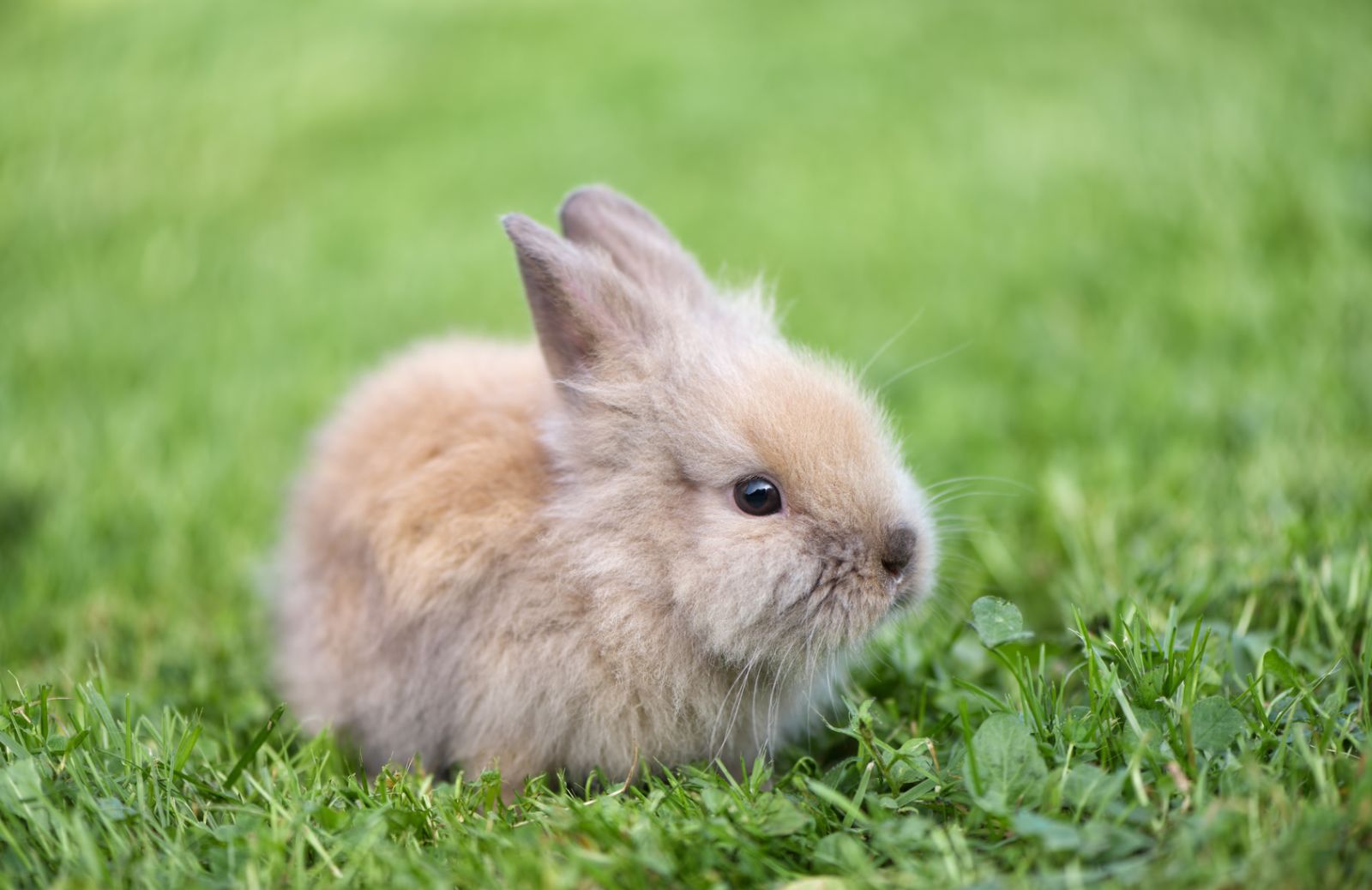 Come allevare un coniglio nano