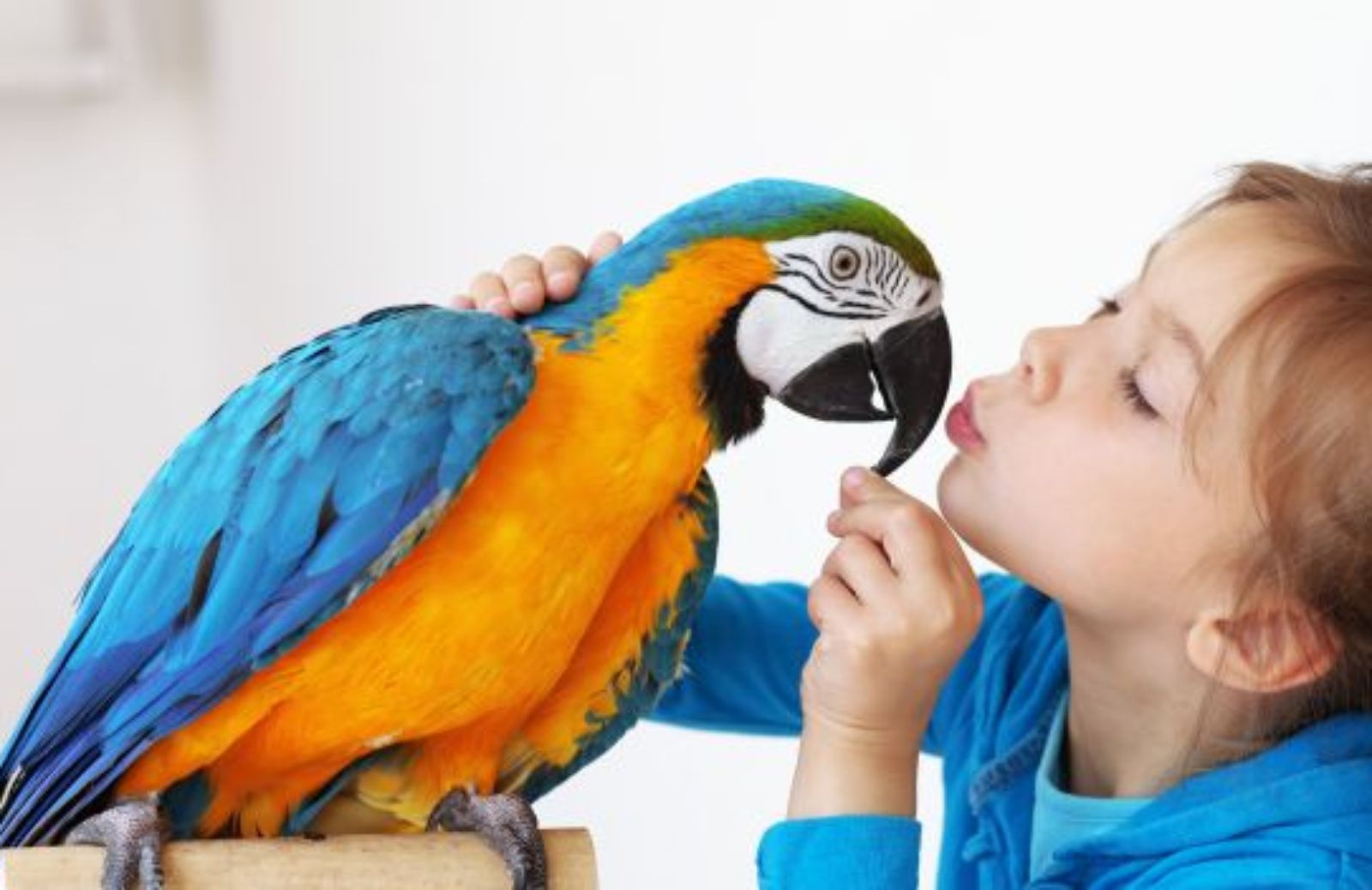 Come allevare un pappagallo: le basi