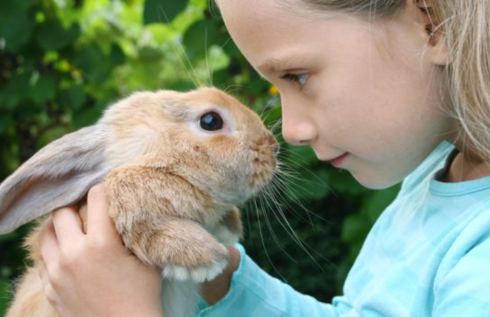 Come capire il coniglio: il linguaggio vocale