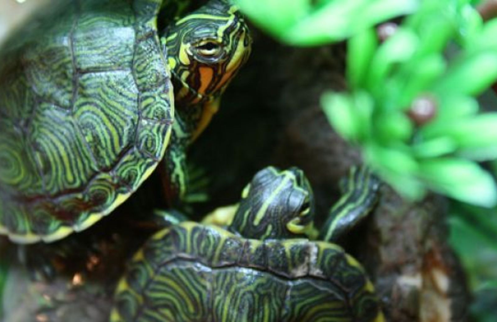Come comportarsi se la tartaruga d’acqua è apatica