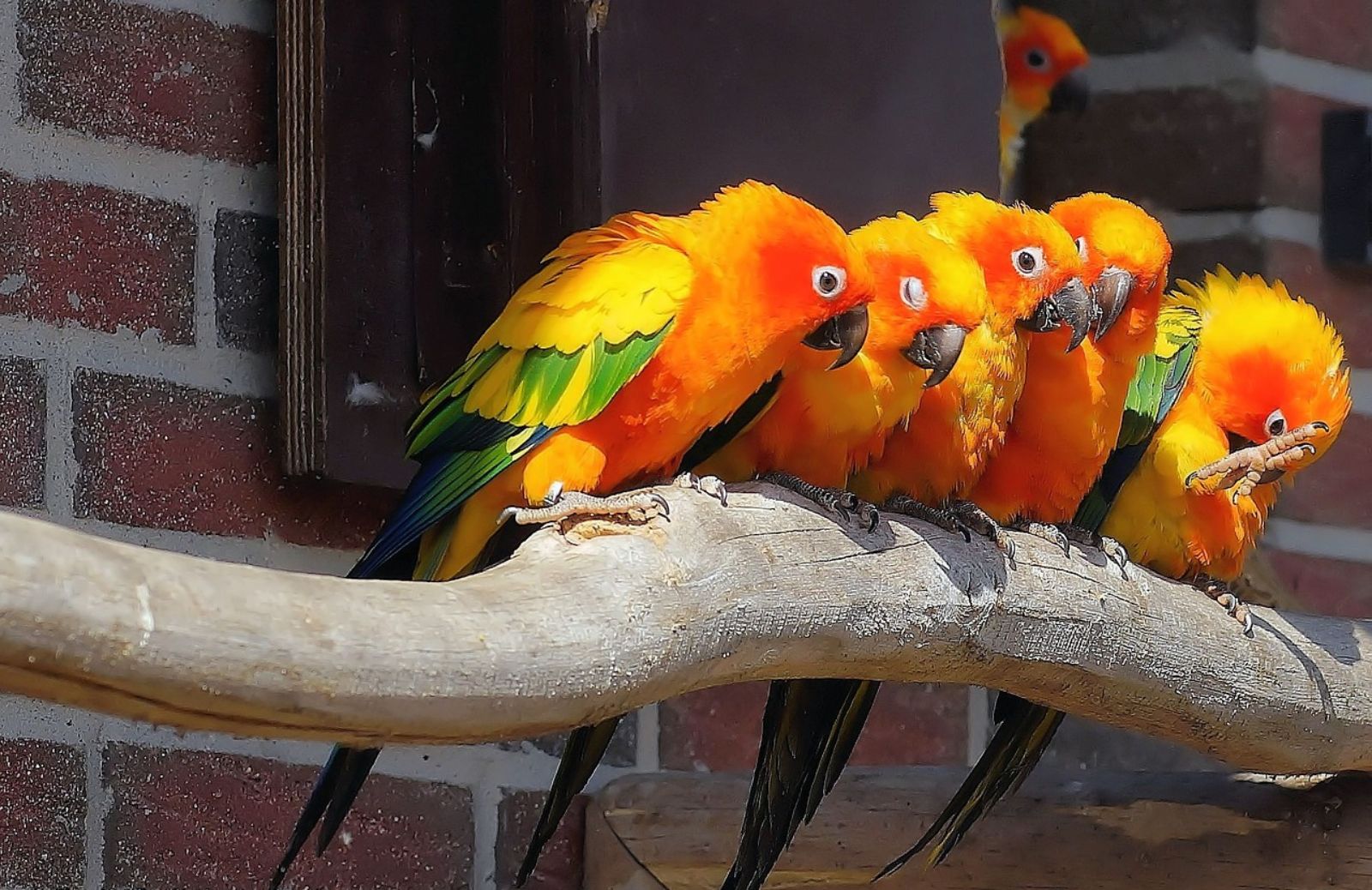Come distinguere il sesso del pappagallo