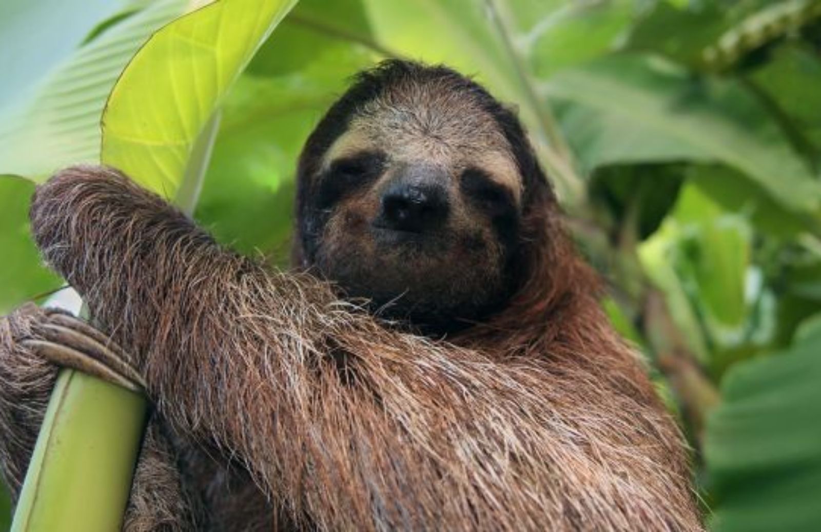 Come e perché il bradipo scende raramente dagli alberi