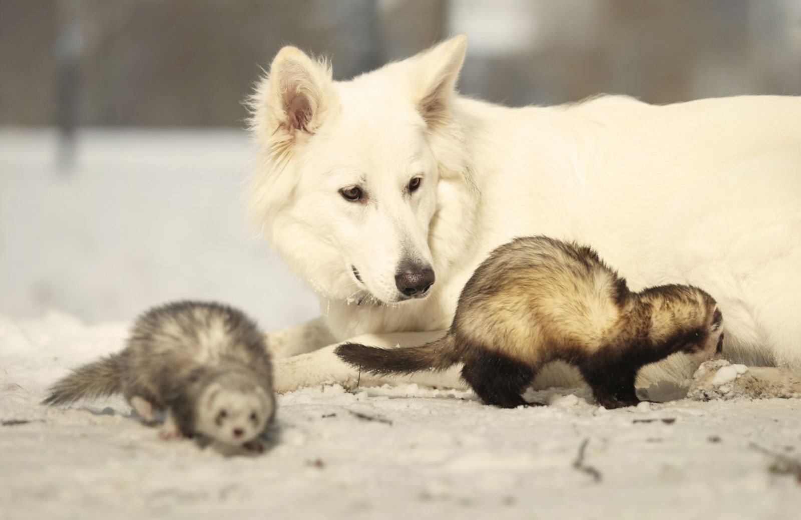 Come far convivere in casa il furetto con altri animali