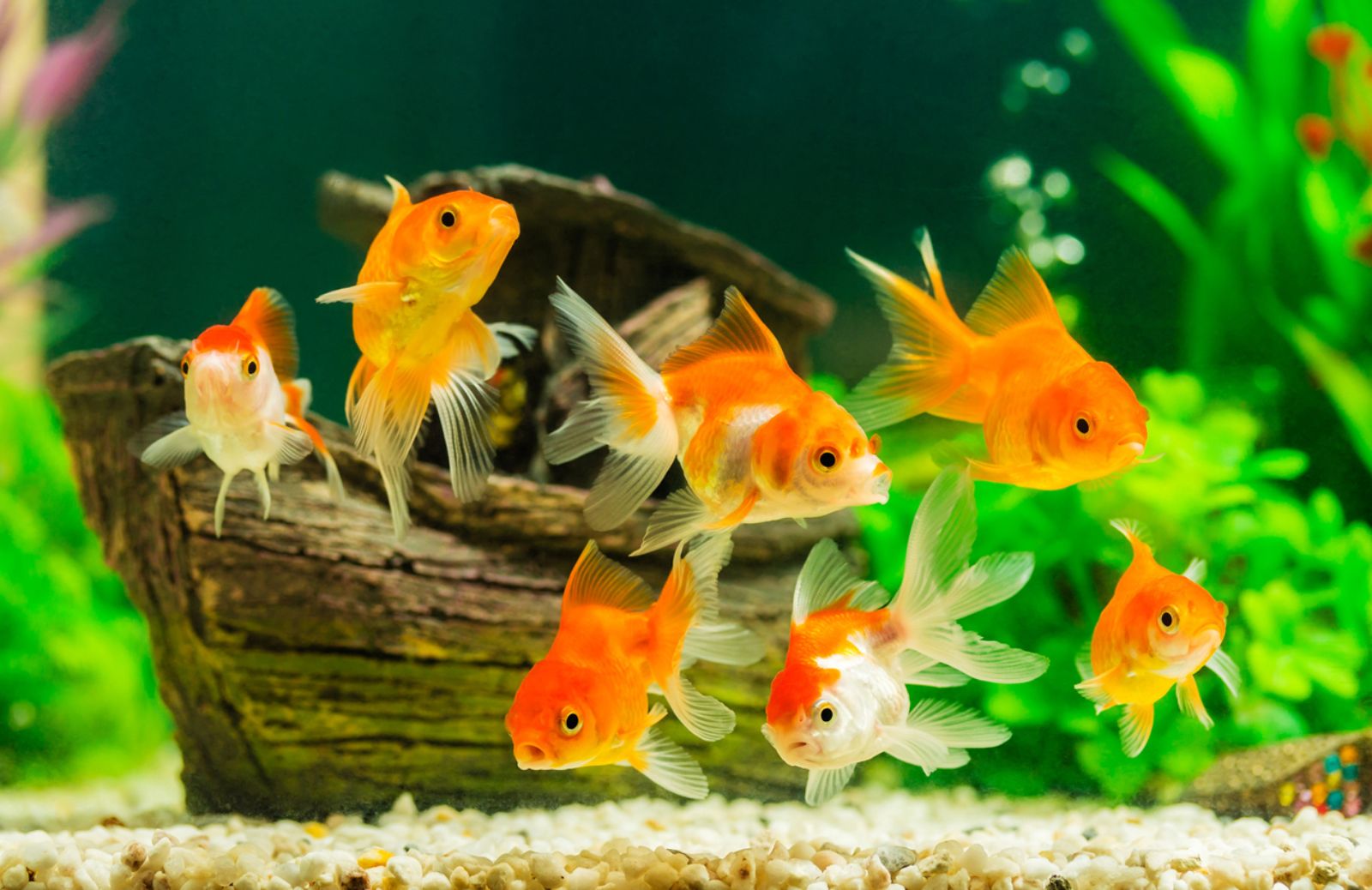 Come far riprodurre i pesci rossi in acquario