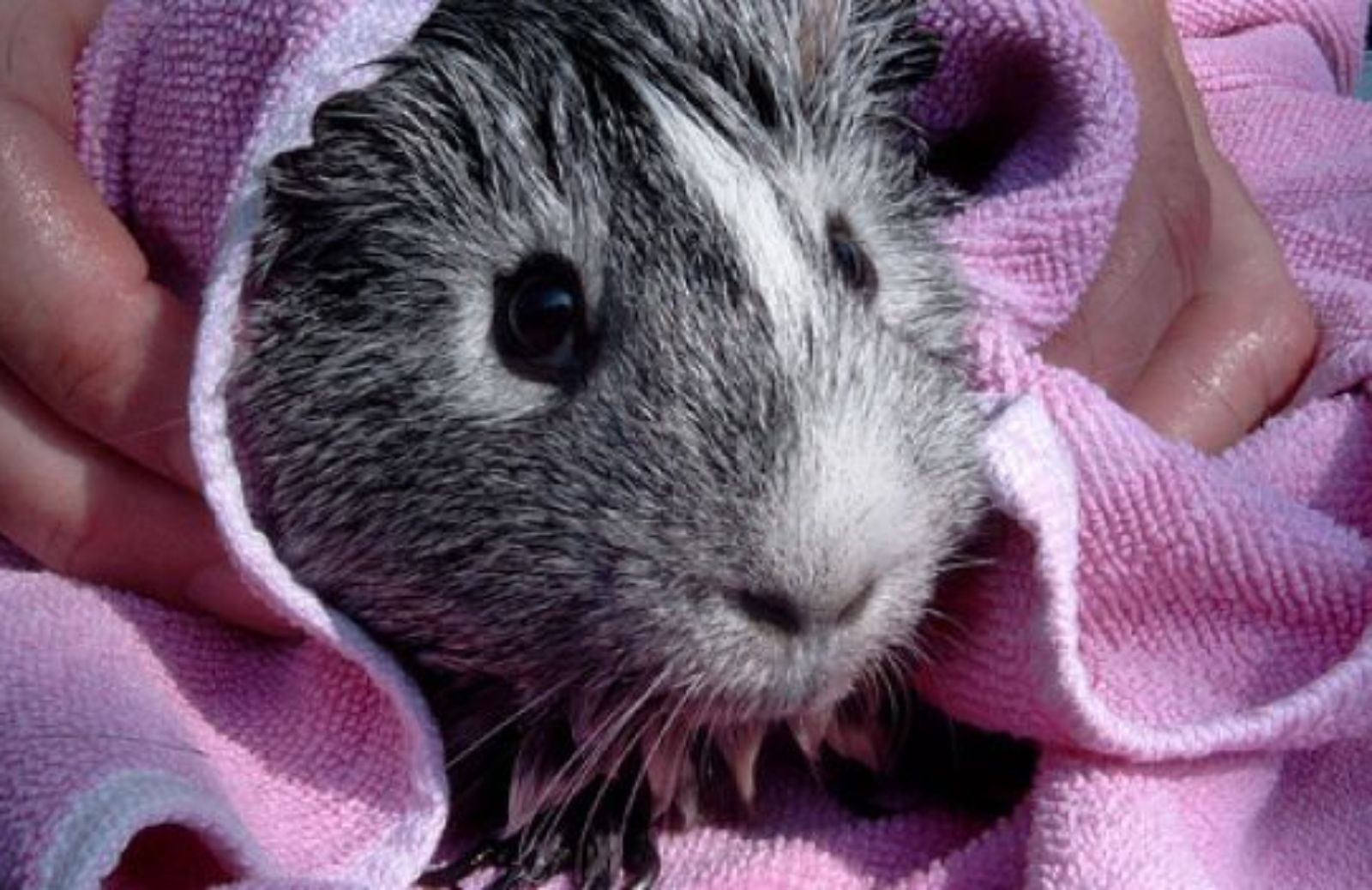 Come fare il bagno alla cavia