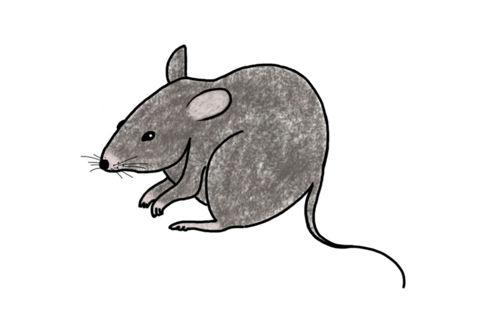 Come fare il disegno di un topolino