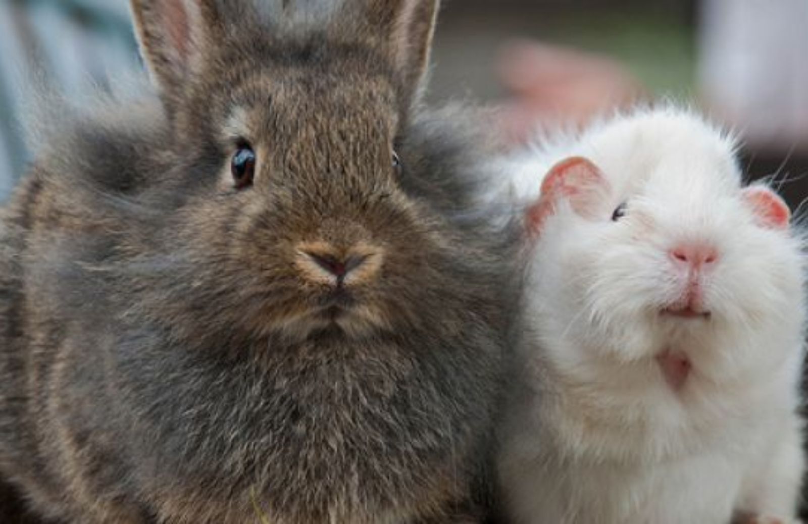 Come gestire la convivenza tra una cavia e altri animali