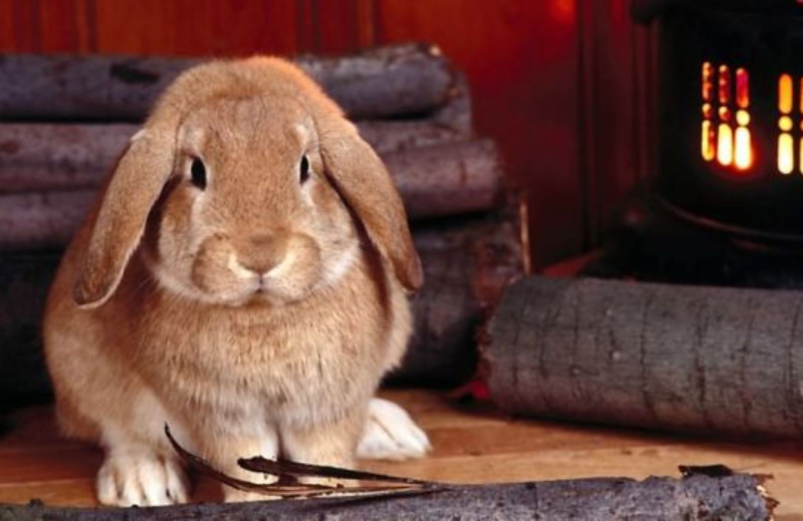 Come insegnare al vostro coniglio a non masticare i mobili