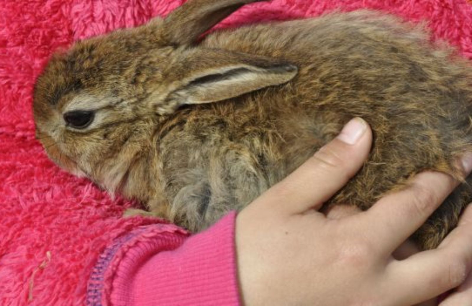 Come prendere in braccio un coniglio