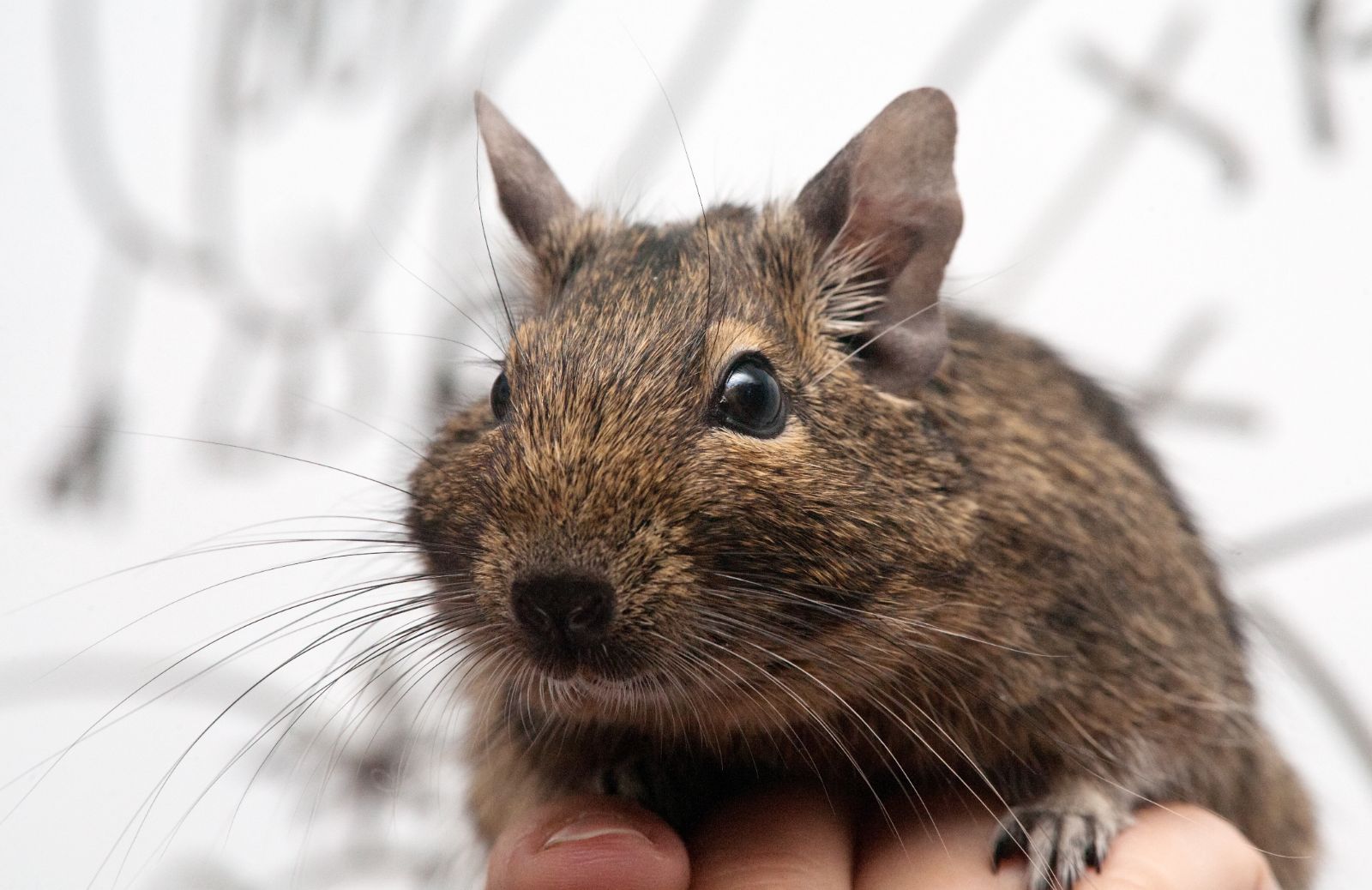 Come prendersi cura di un degu 