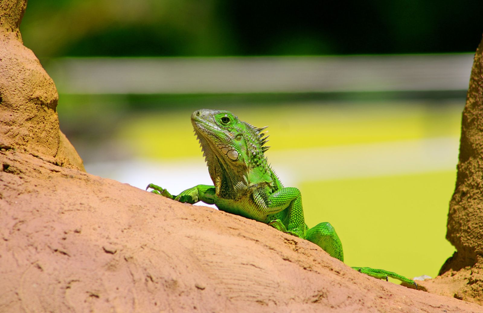 Come riconoscere le malattie dell’iguana