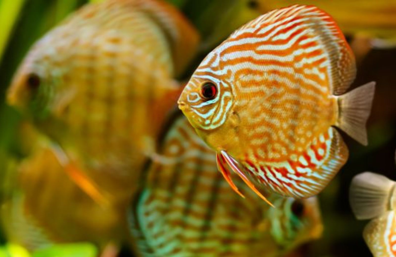 Come scegliere i pesci per l’acquario tropicale: il discus 