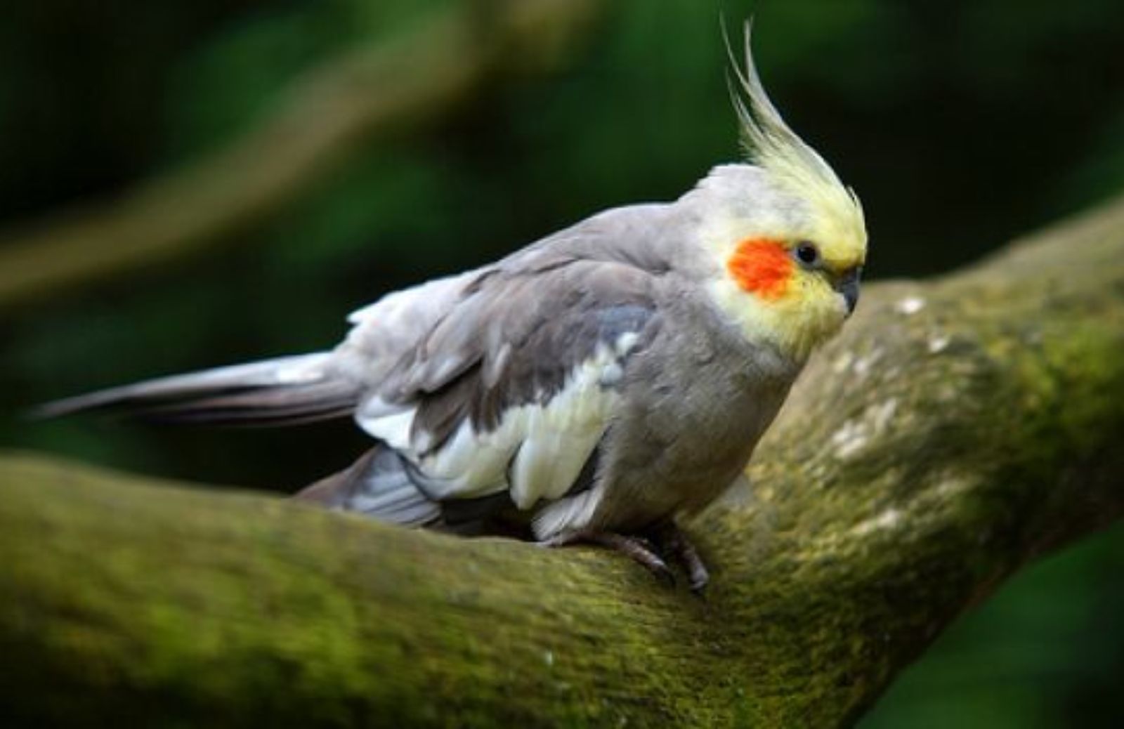 Come scegliere il pappagallino: il calopsite