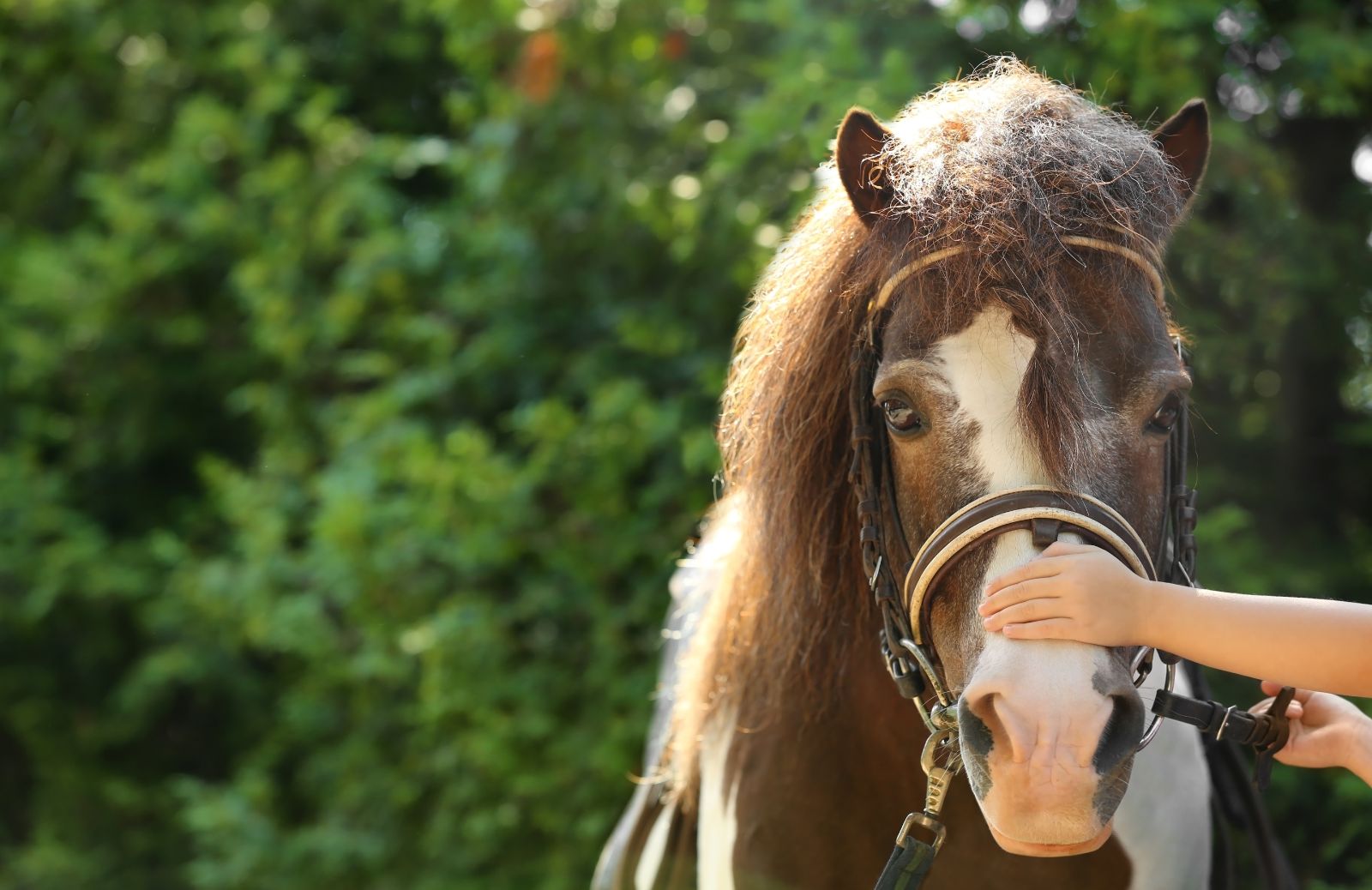 Come si accarezza un pony