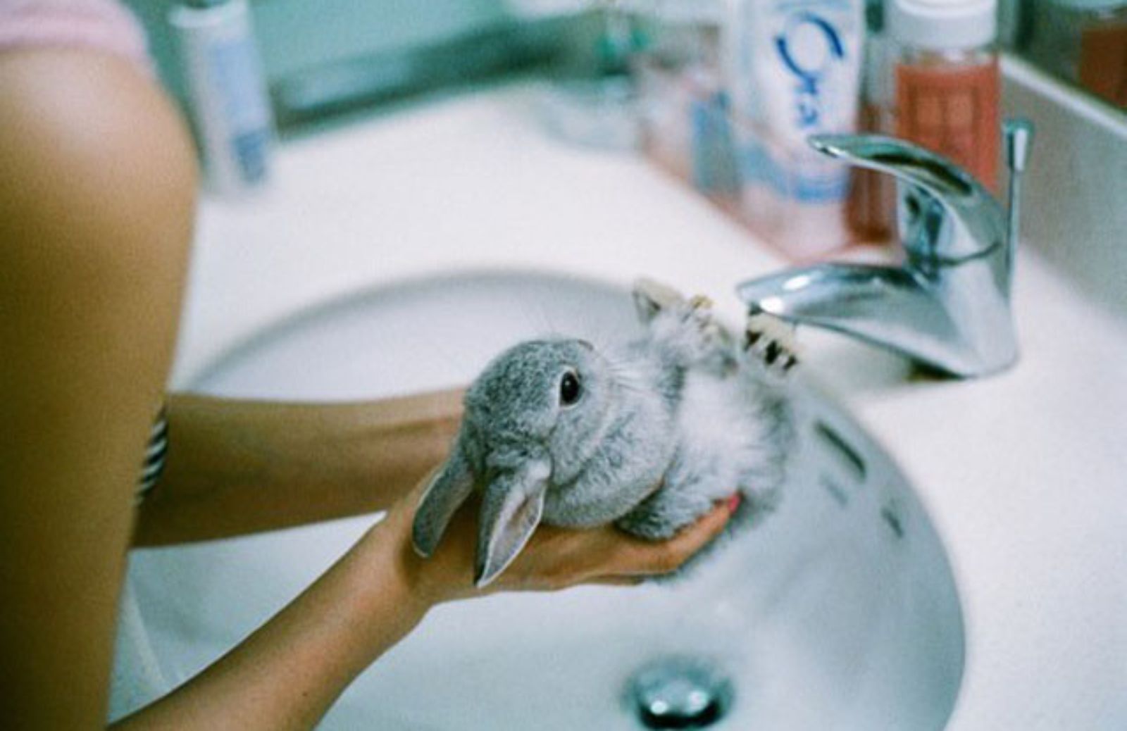 Come tenere pulito un coniglio disabile