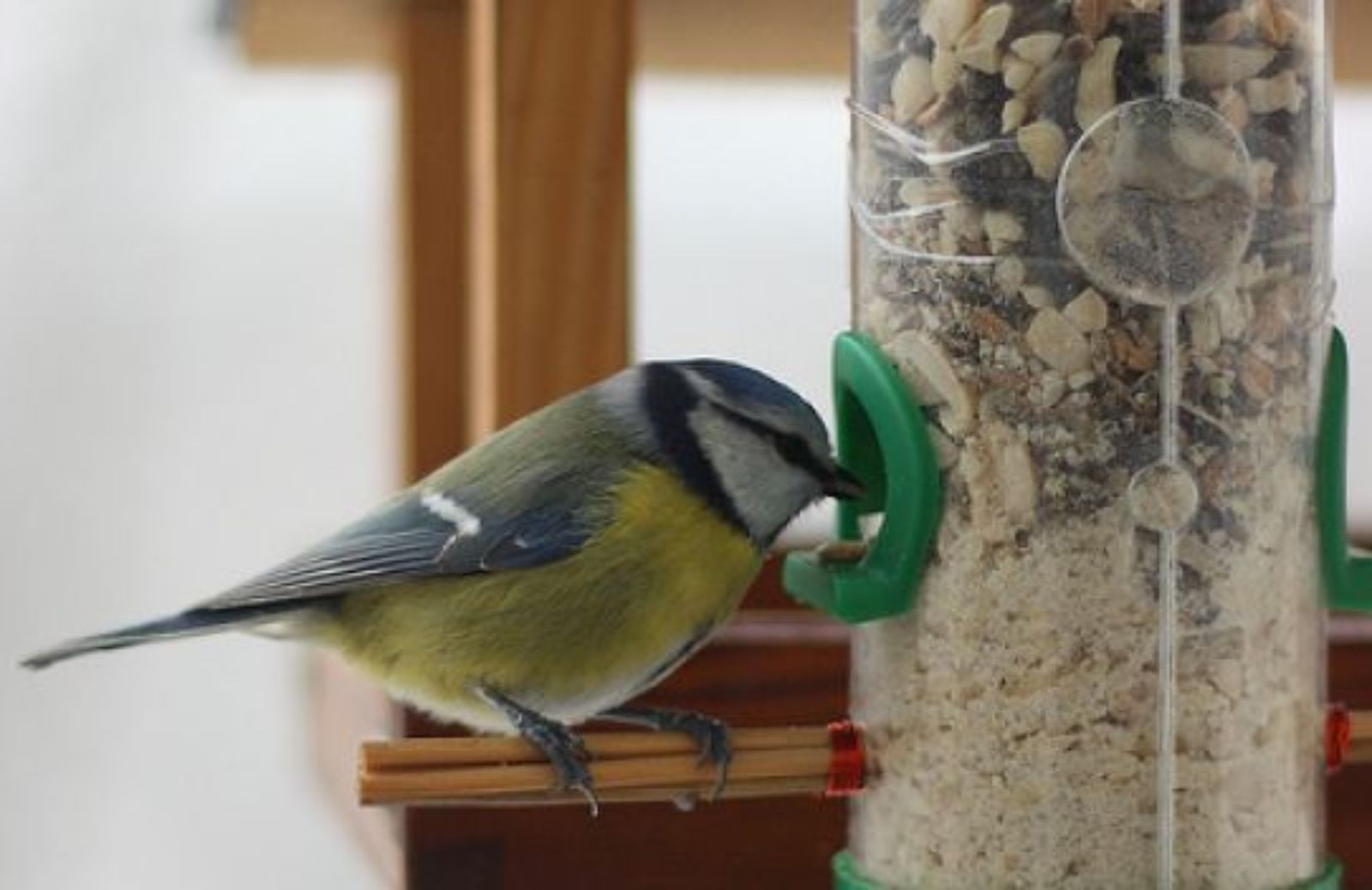 Come usare le mangiatoie per uccelli selvatici
