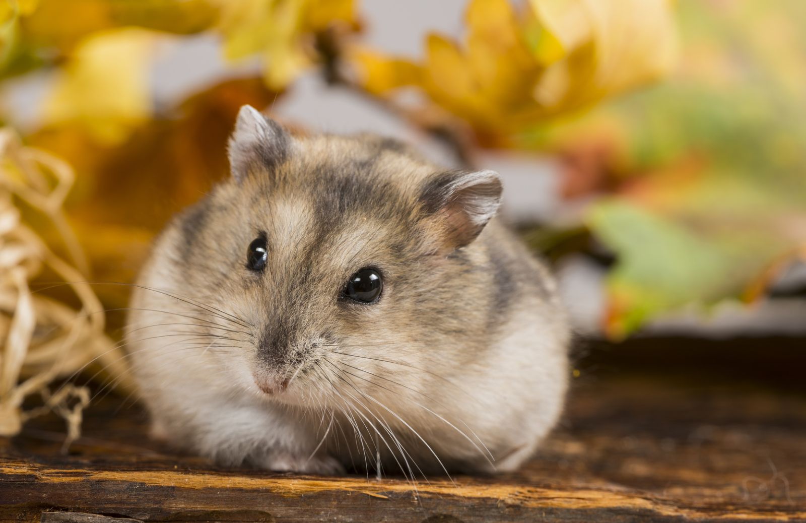 Criceto siberiano: caratteristiche, cura, prezzo