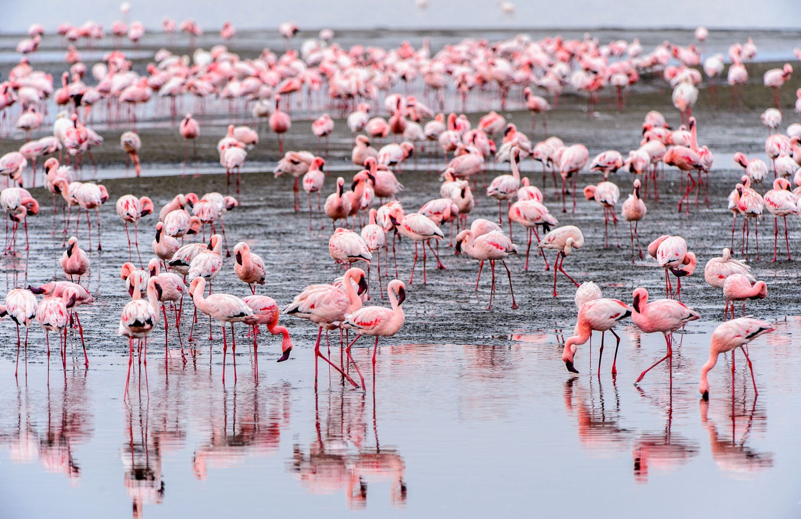 Eleganza, bellezza, fascino: tutto sul fenicottero rosa