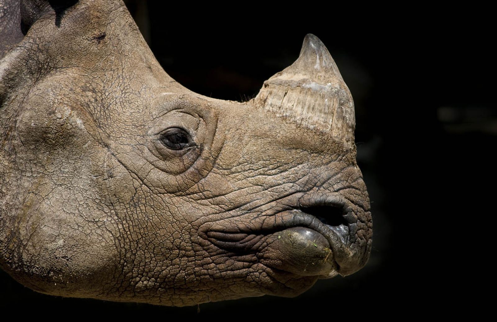 Estinto in natura il rinoceronte di Sumatra di Sabah 