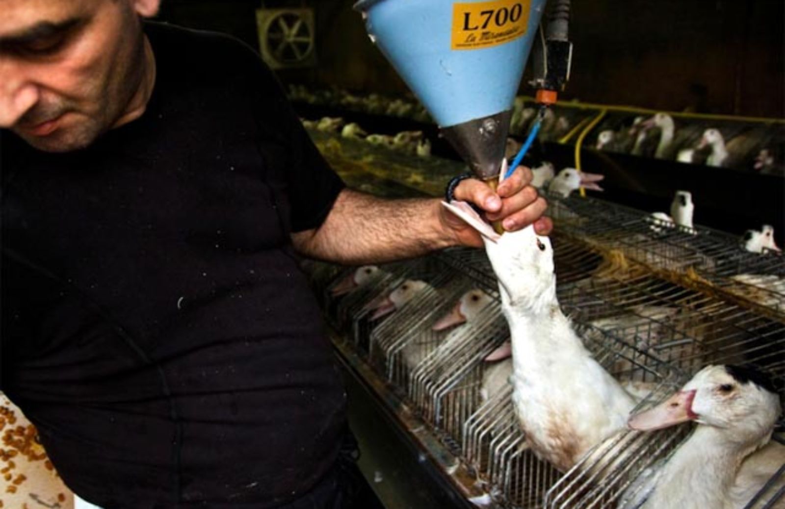 Foie gras: lo scandalo delle torture alle anatre 
