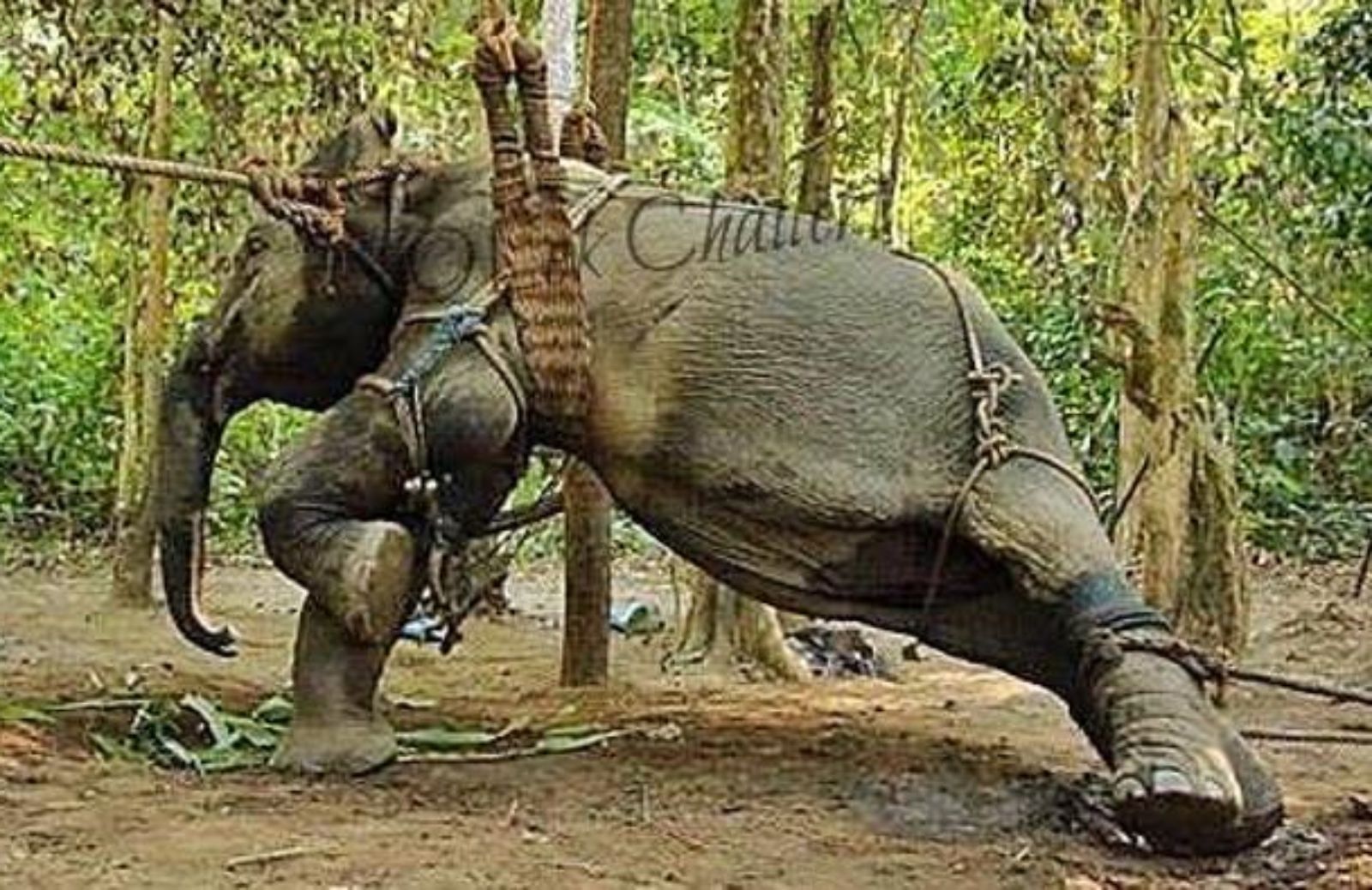 Gli elefanti asiatici sfruttati dal turismo