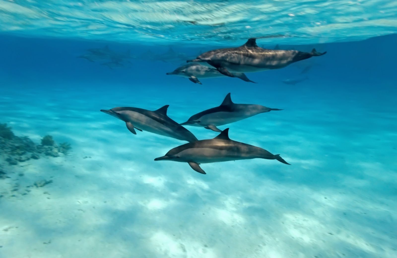 Golfo di Taranto, nursery preferita dai delfini 