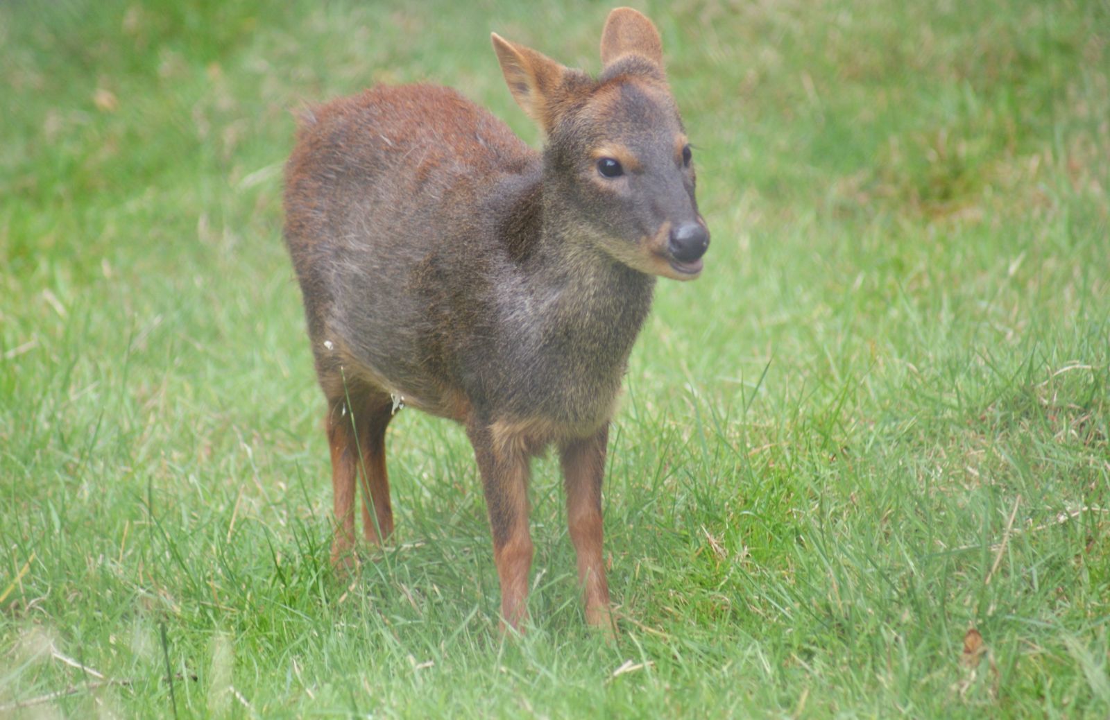 Il Pudu puda, il cervo più piccolo del mondo