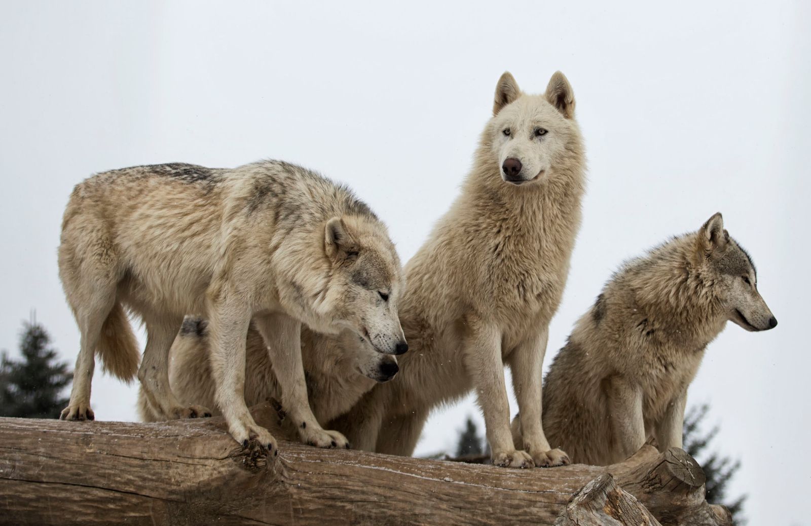 Il lupo e il suo branco: come funziona la gerarchia