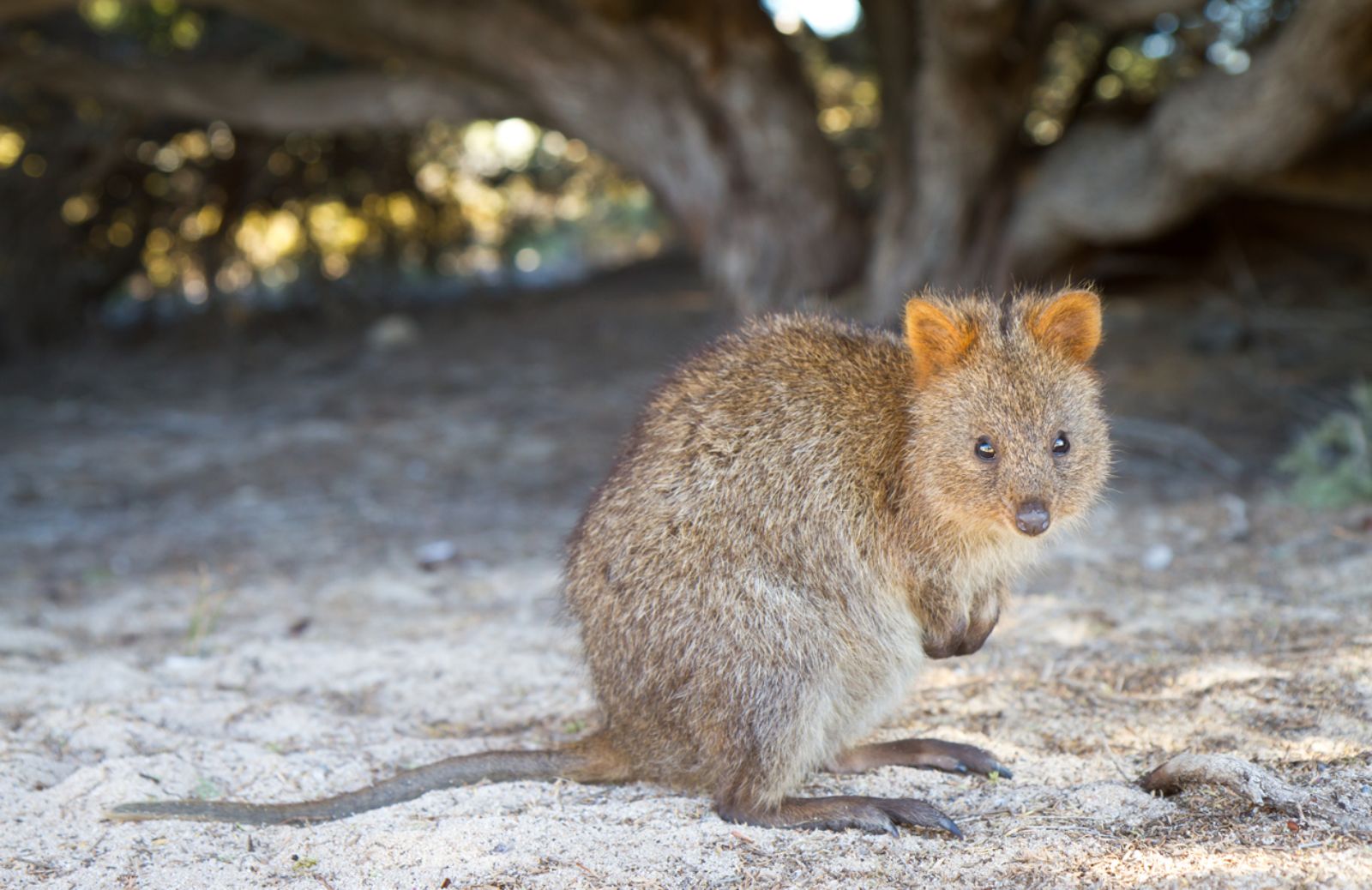 Il quokka rischia di estinguersi 