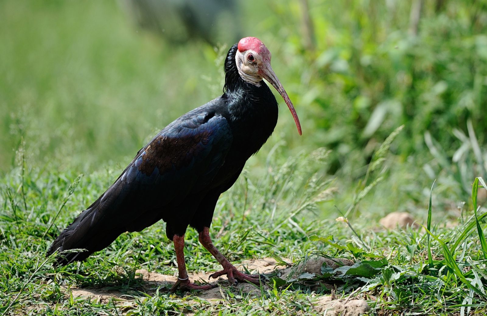 Il ritorno in Europa dell’Ibis eremita 