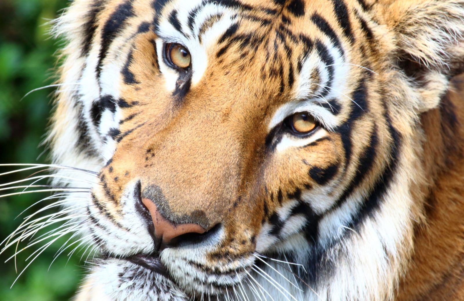 In India le tigri aumentano di 800 esemplari