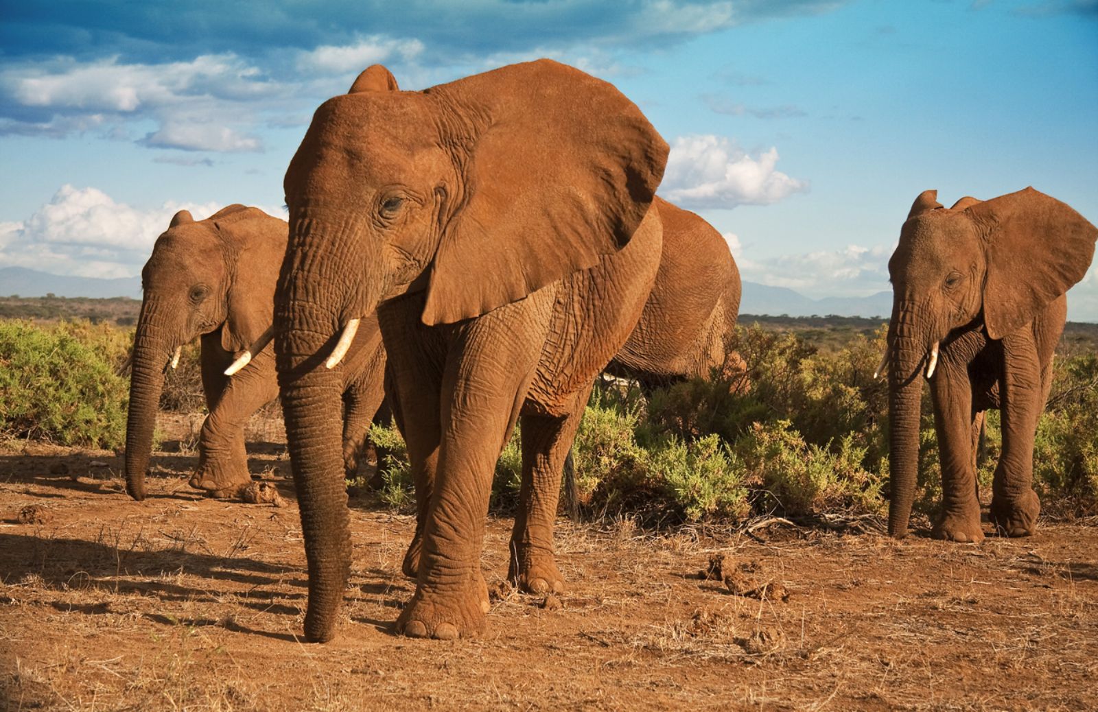 In un secolo gli elefanti rischiano di sparire 