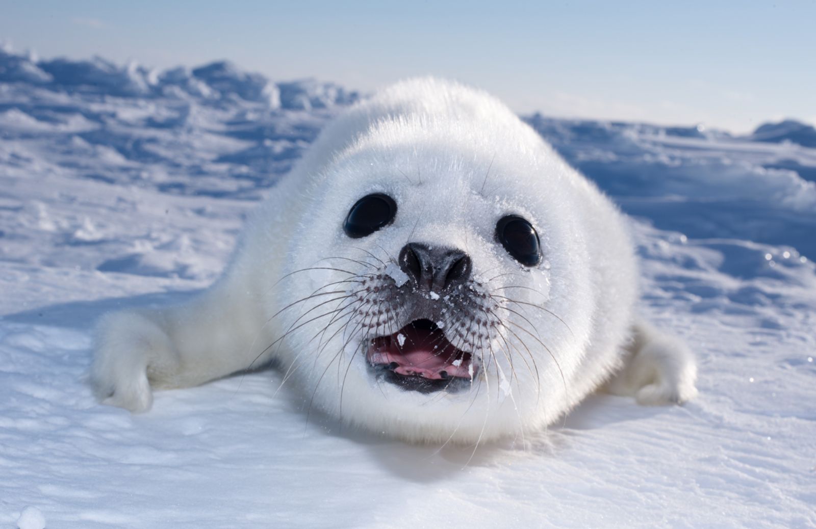 La Norvegia taglia i finanziamenti per la caccia alla foca