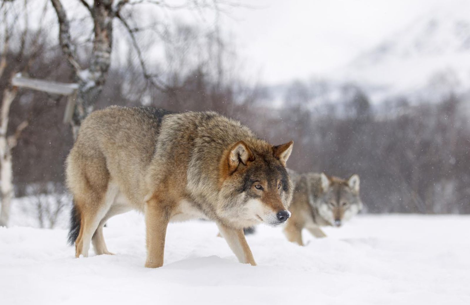 La Svezia e l’ok alla caccia ai lupi 