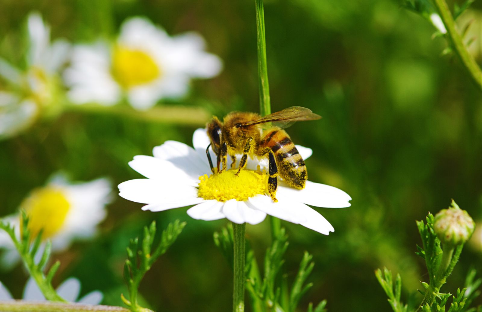 La supervista delle api aiuterà l'intelligenza artificiale