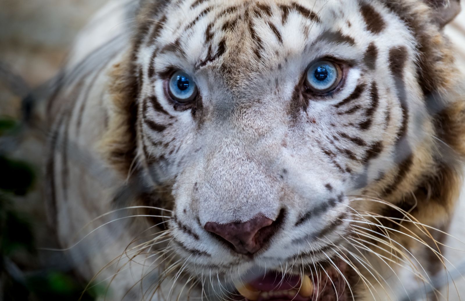 La tigre bianca: tutto su cuccioli, habitat e origini