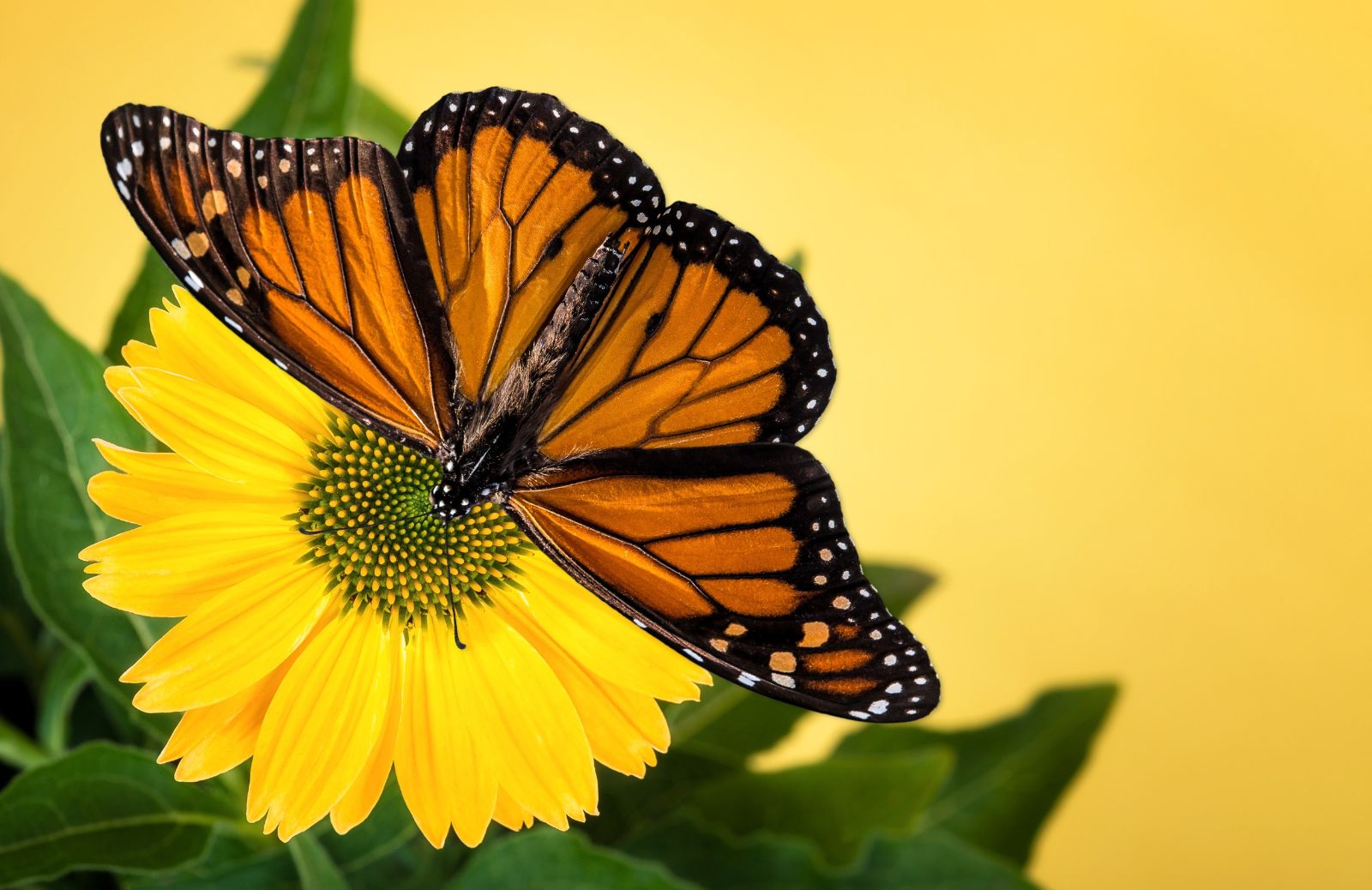Le farfalle Monarca e il segreto del loro orientamento