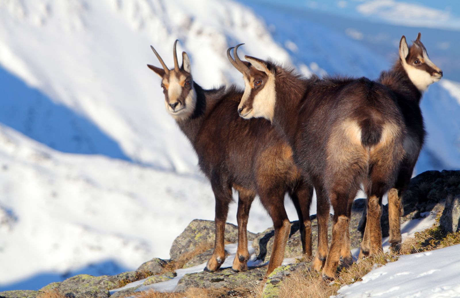 Life Coornata: il camoscio appenninico è scampato all’estinzione 