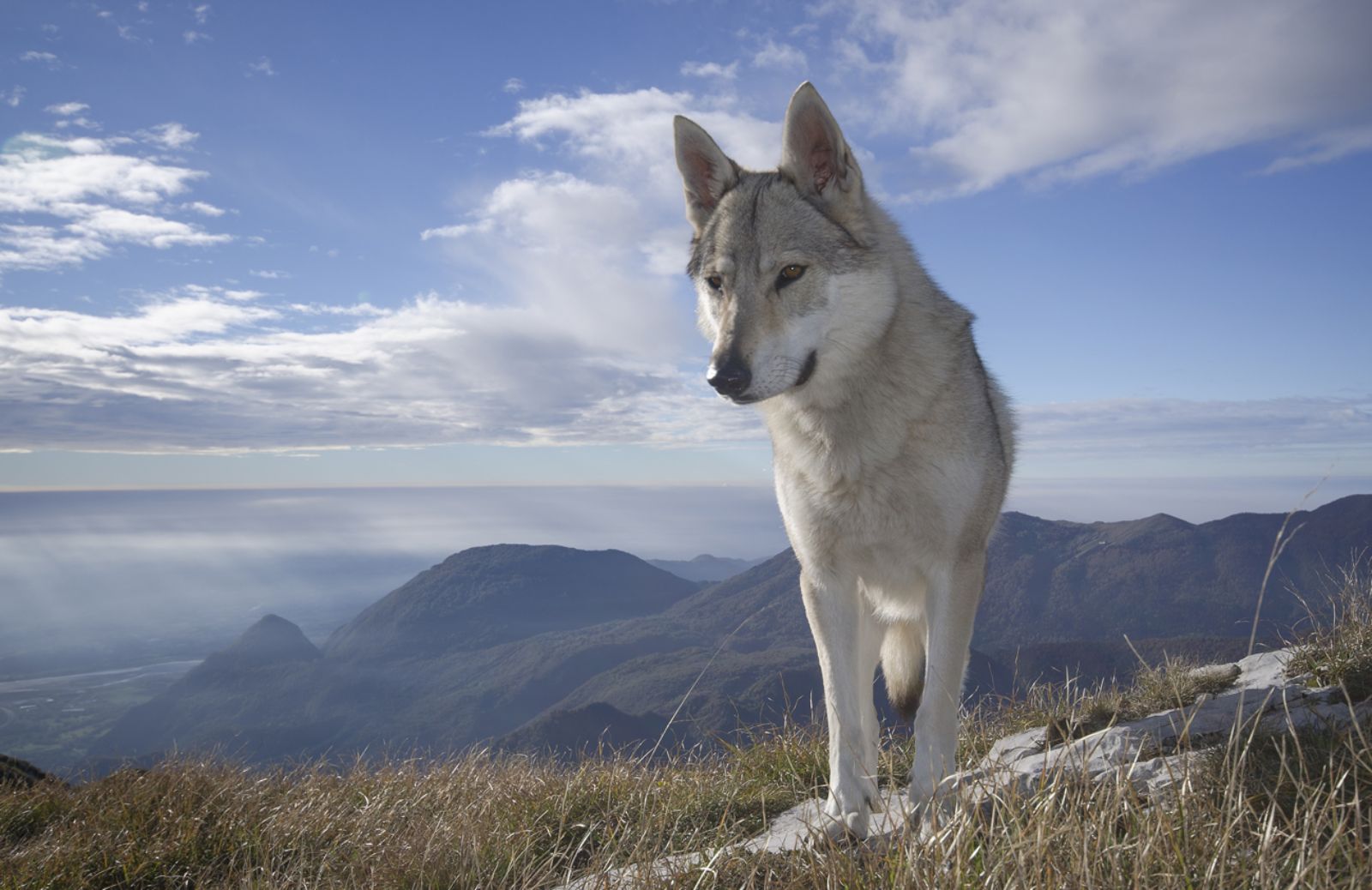 Life Wolfalps: i lupi riconquistano le Alpi