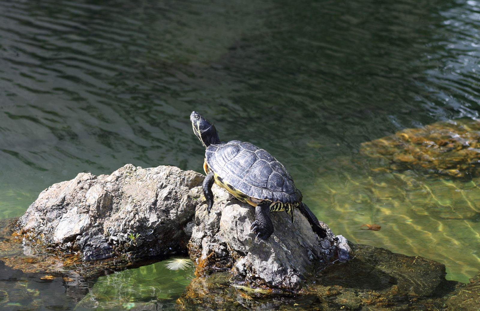 Mamma tartaruga parla ai piccoli sott’acqua 