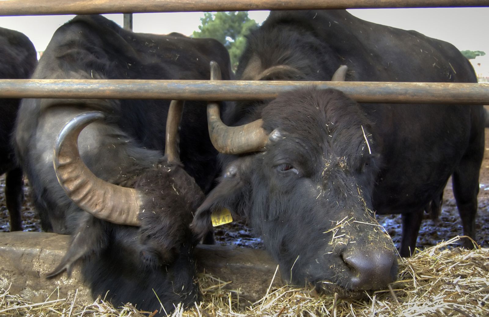 Mozzarella di bufala: alta crudeltà sugli animali 