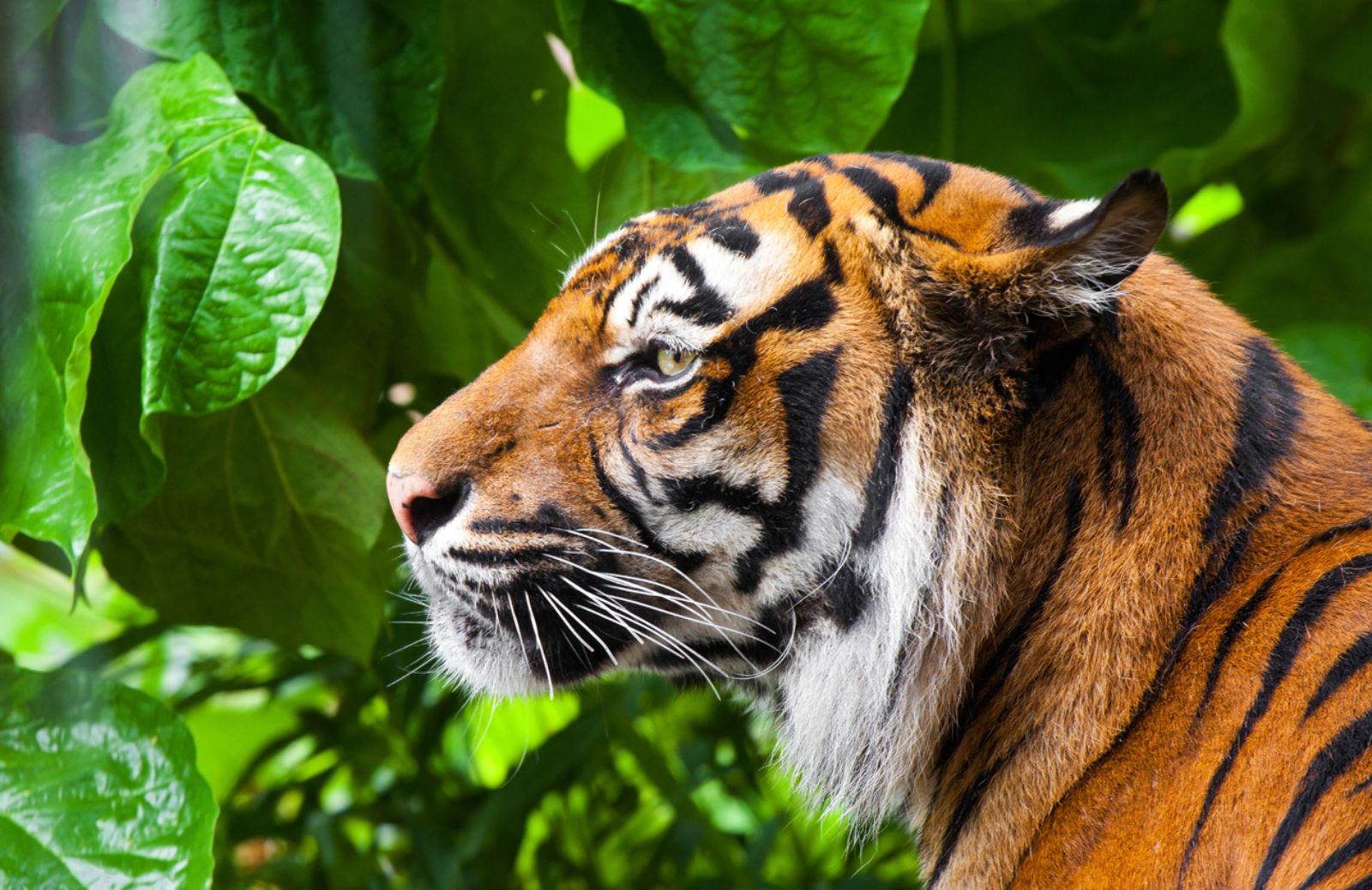 Nel 2014 morte 64 tigri nelle riserve dell’India