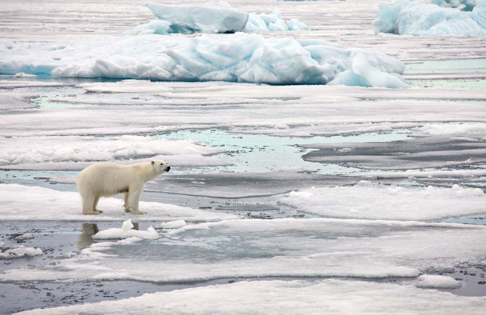 Orsi polari a rischio estinzione