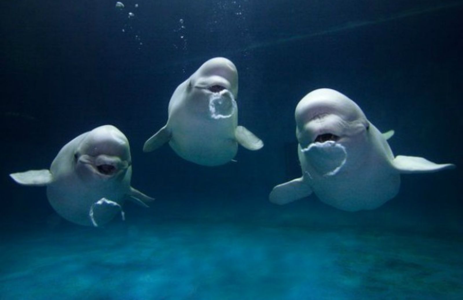 Perché i beluga fanno le bolle sott’acqua?