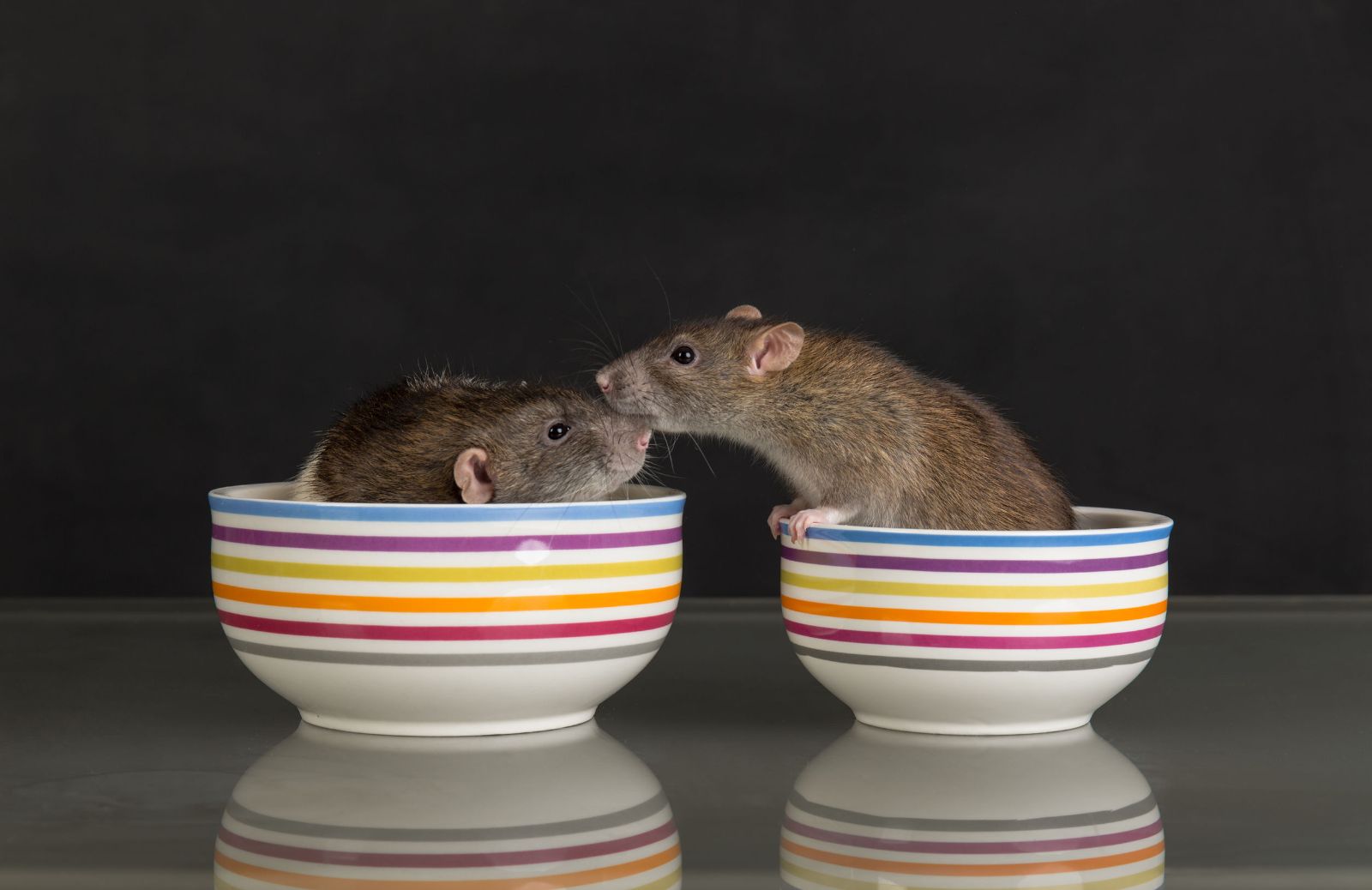 Ratto domestico: le principali specie