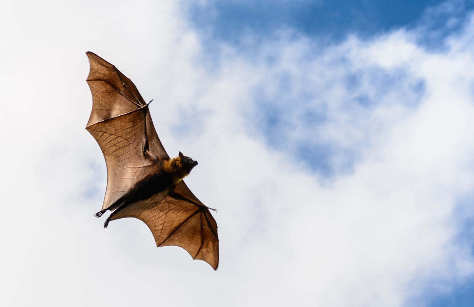 Scoperto in Bolivia il pipistrello dorato 