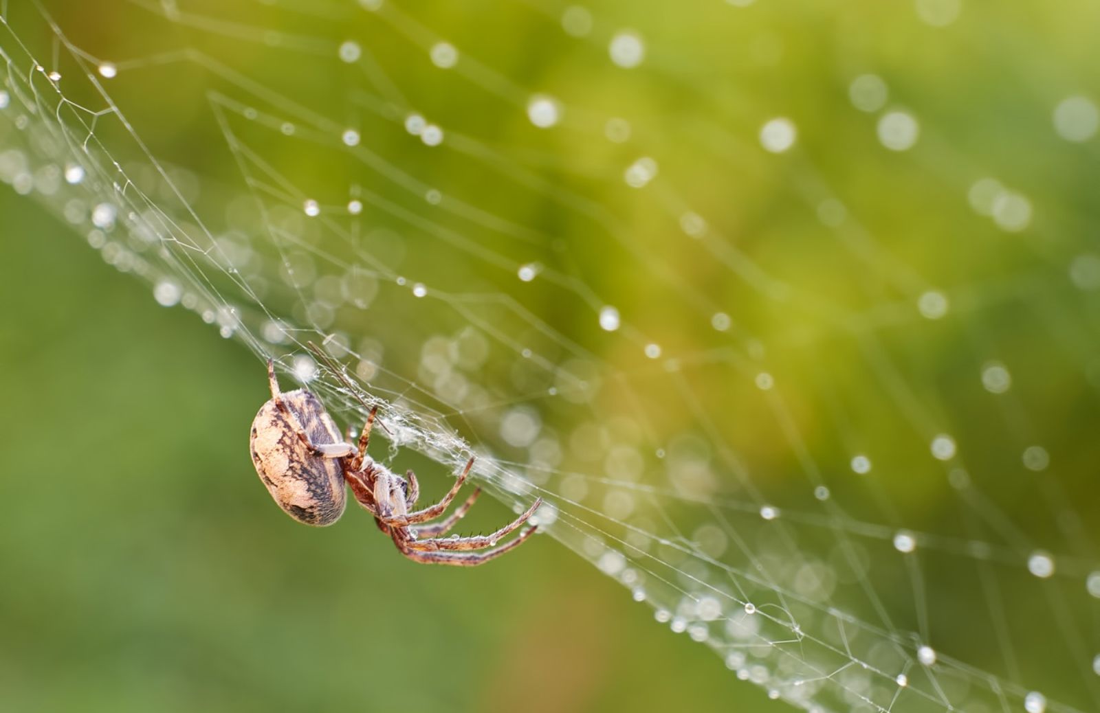 Scoperto nuovo ragno che si mimetizza con il suolo 